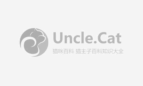 狮子猫为什么那么粘人 狮子猫粘人是天性
