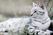 山东狮子猫的特征是什么？
