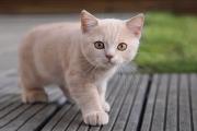 英短蓝猫小的时候怎么看品相？