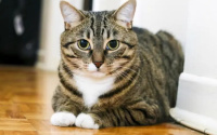 猫异食症的表现 你还以为只是猫咪的好奇心吗