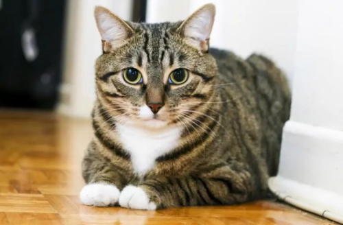 猫异食症的表现 你还以为只是猫咪的好奇心吗