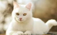 为什么未绝育的公猫不能养在一起
