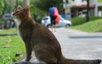 兰花对猫有毒吗？
