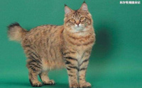 踩到猫咪它会记仇吗
