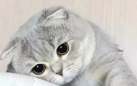 猫咪不出门需要打狂犬疫苗吗