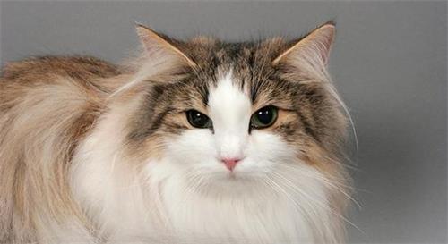 水仙对猫有毒吗 还有这些花也都是毒花！
