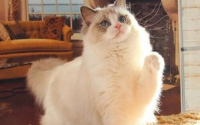 猫咪没发情但是突然变得很粘人是怎么回事？