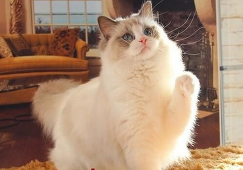 猫咪没发情但是突然变得很粘人是怎么回事?