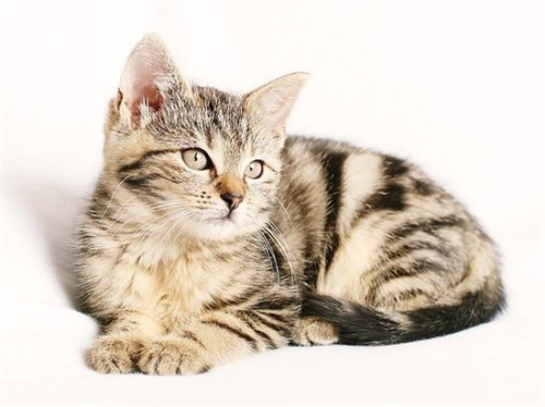 猫咪的爪子有什么作用?