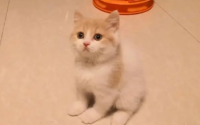 土耳其净梵猫粘人吗