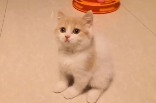 土耳其净梵猫粘人吗