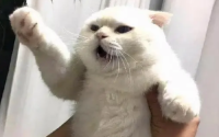 一摸猫肚子就咬人
