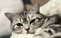 家猫的寿命多少年