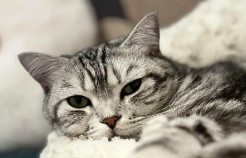 家猫的寿命多少年