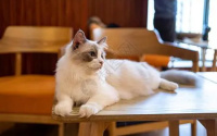 猫突然性情大变咬人凶怎么办