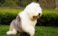 饲养古代牧羊犬的五个注意事项