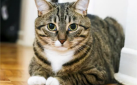 狸花猫认主人的表现？