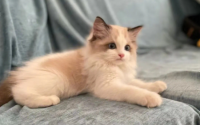 猫咪的天性有哪些？