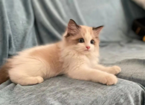 猫咪的天性有哪些?