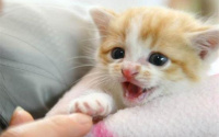 为什么有时候猫咪会咬人？