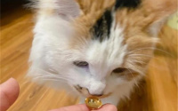 猫吃鱼油有什么功效和作用