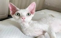 猫咪全身无力一直躺着