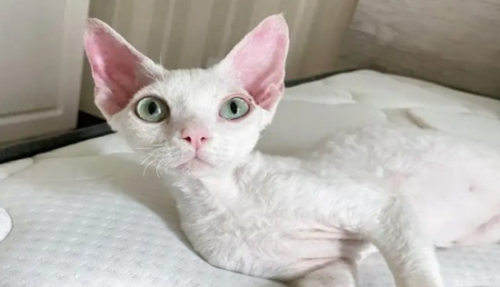 猫咪全身无力一直躺着
