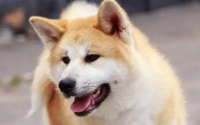 喂养秋田犬注意事项