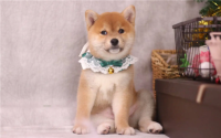 柴犬的性格外貌特征