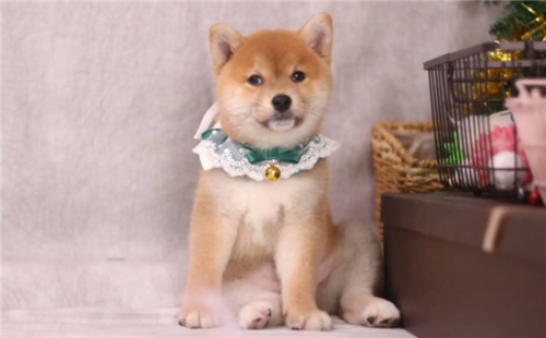 柴犬的性格外貌特征