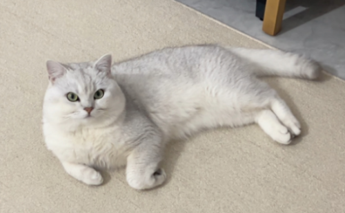 领养猫要注意什么？猫咪到家要做好这几点