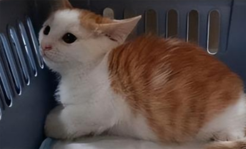领养猫要注意什么？猫咪到家要做好这几点