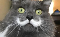 猫的胡子如果被剪了会怎么样