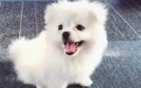 博美犬的寿命 博美犬能活多久