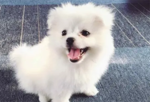 博美犬的寿命 博美犬能活多久