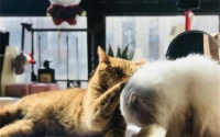 家里有猫臭味怎么消除