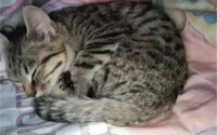 猫的睡眠时间有多长