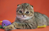 猫咪为什么没有狗狗忠诚？