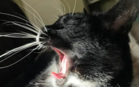 猫的胡须可以剪吗
