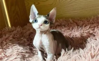 德文卷毛猫都有哪些优点和缺点?