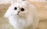 为什么猫咪身上有股臭味