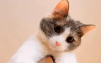 宠物猫可以吃米饭吗