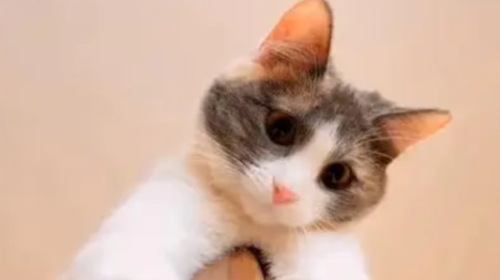 宠物猫可以吃米饭吗