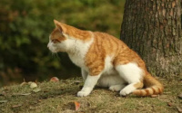 小猫为什么会有泪痕原因