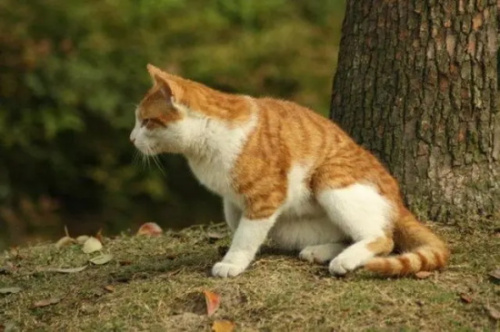 小猫为什么会有泪痕原因