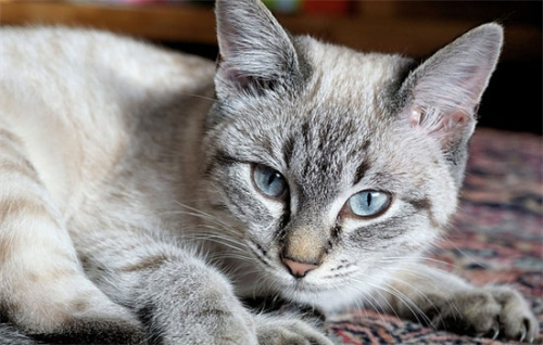 猫睡觉要关灯吗 你忘了猫是夜视动物吗？
