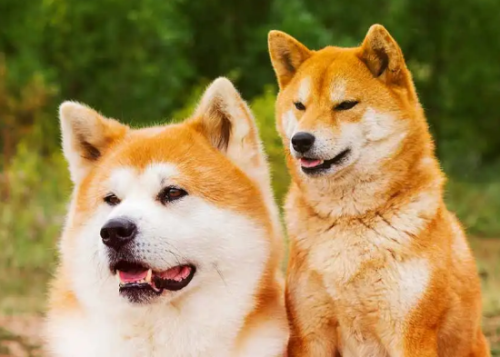 秋田犬能活多久？