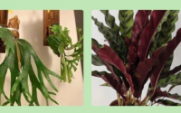 家里养猫可以种什么植物