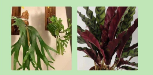 家里养猫可以种什么植物