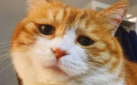 小橘猫为什么是蓝眼 橘猫的眼睛颜色正常有哪些？